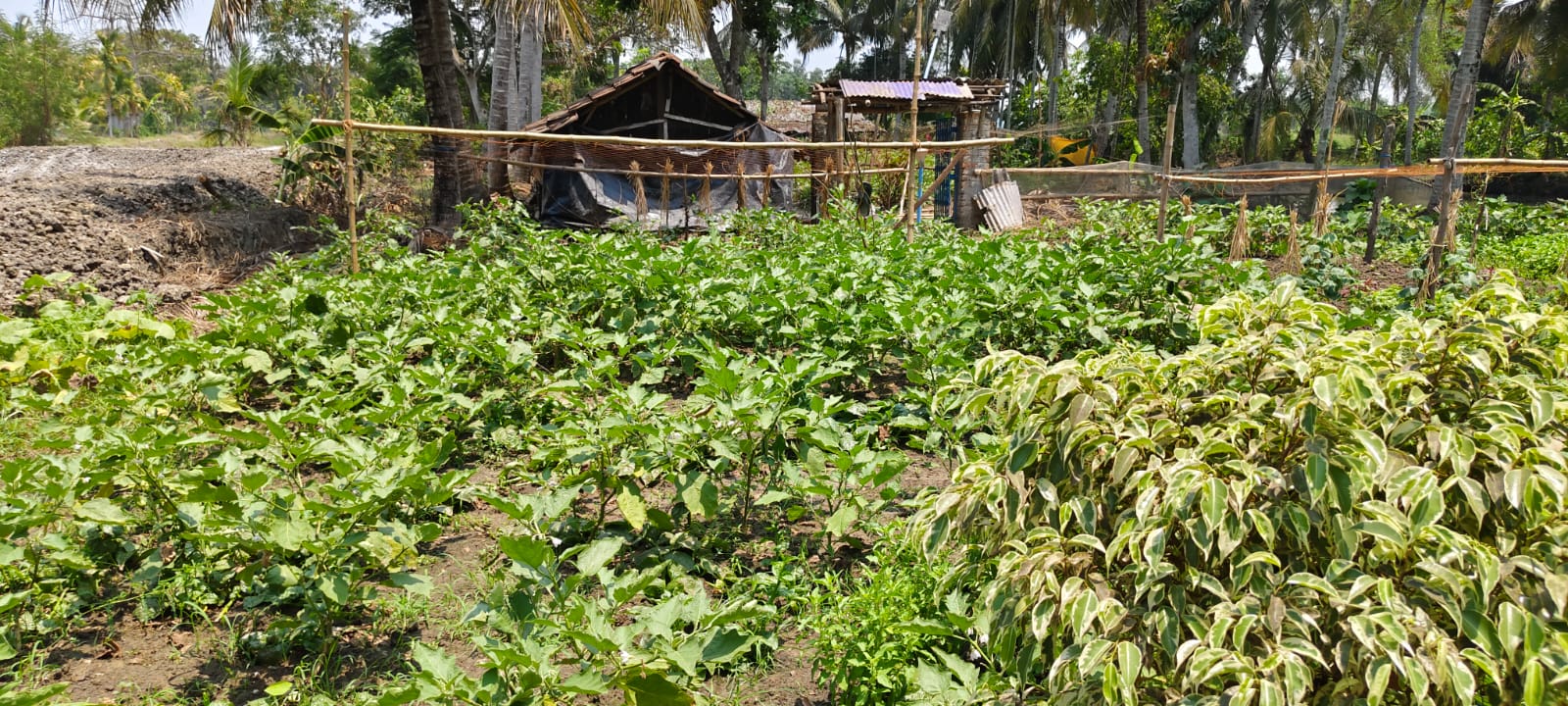Cultivation 4.jpg